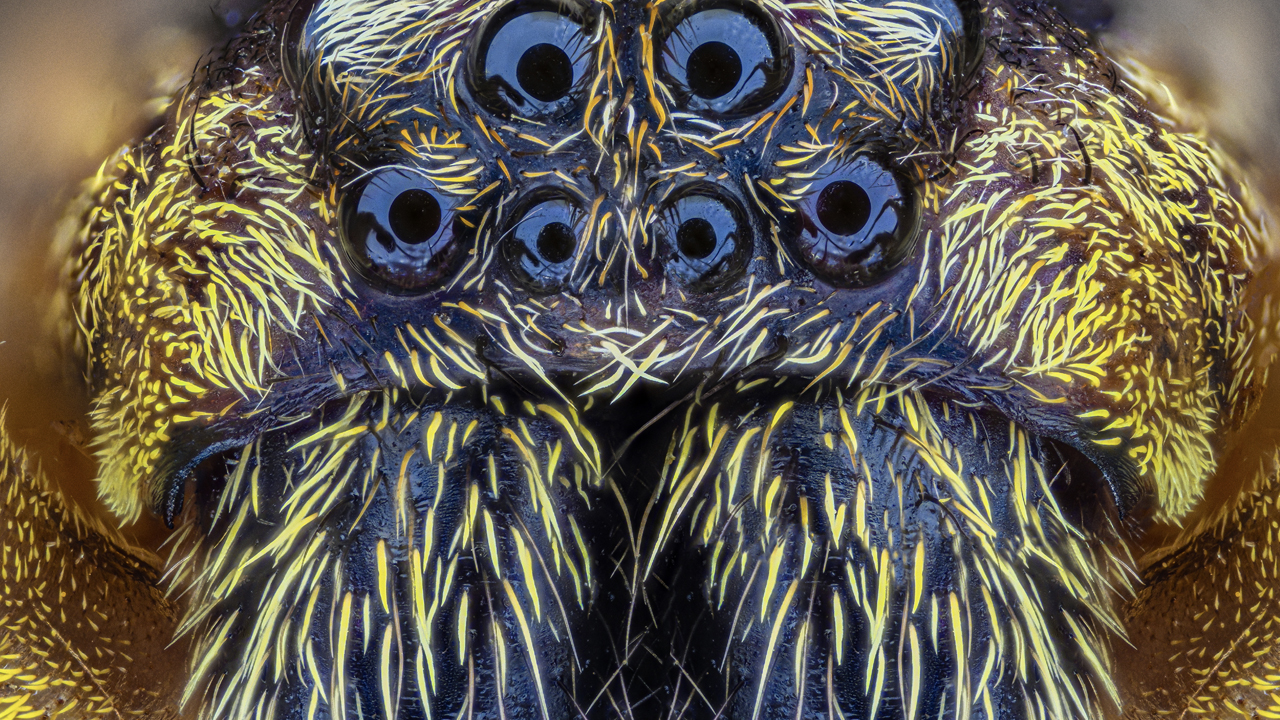 Le visage de la peur