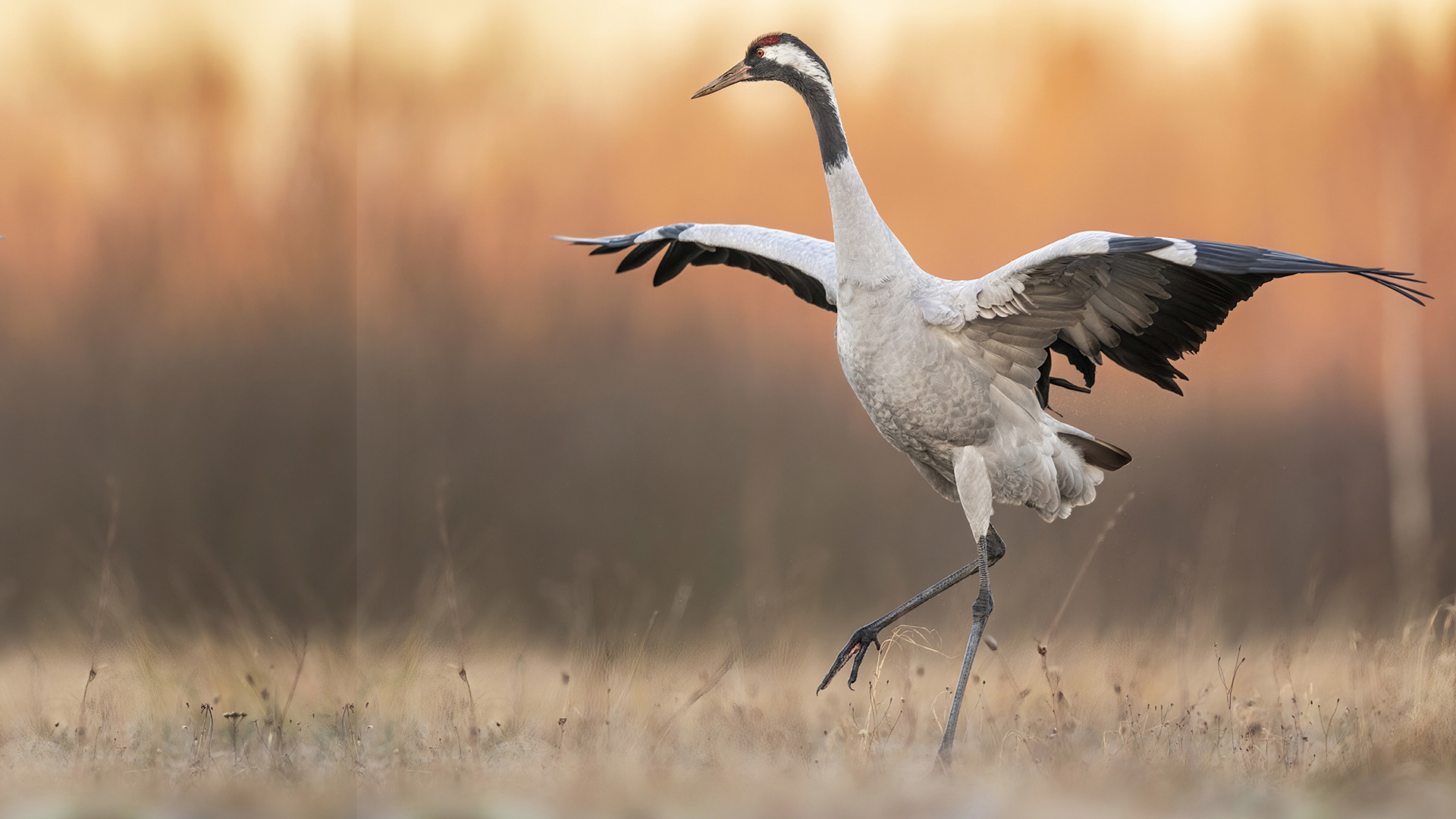 Des Grenouilles sur le toit