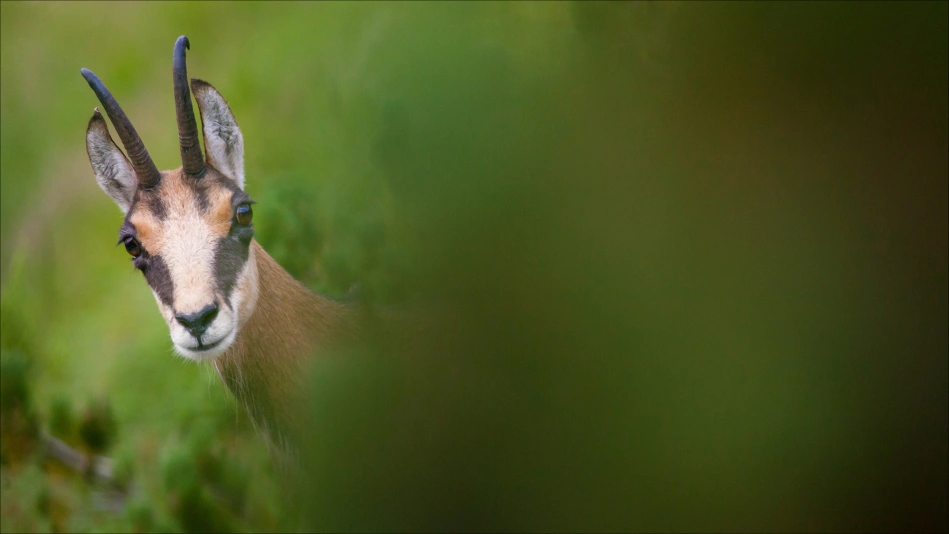 Juste après la neige