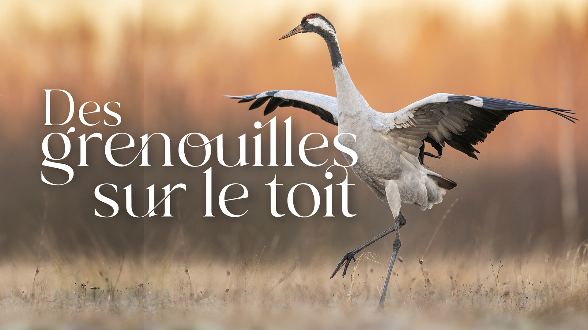 Des Grenouilles sur le toit