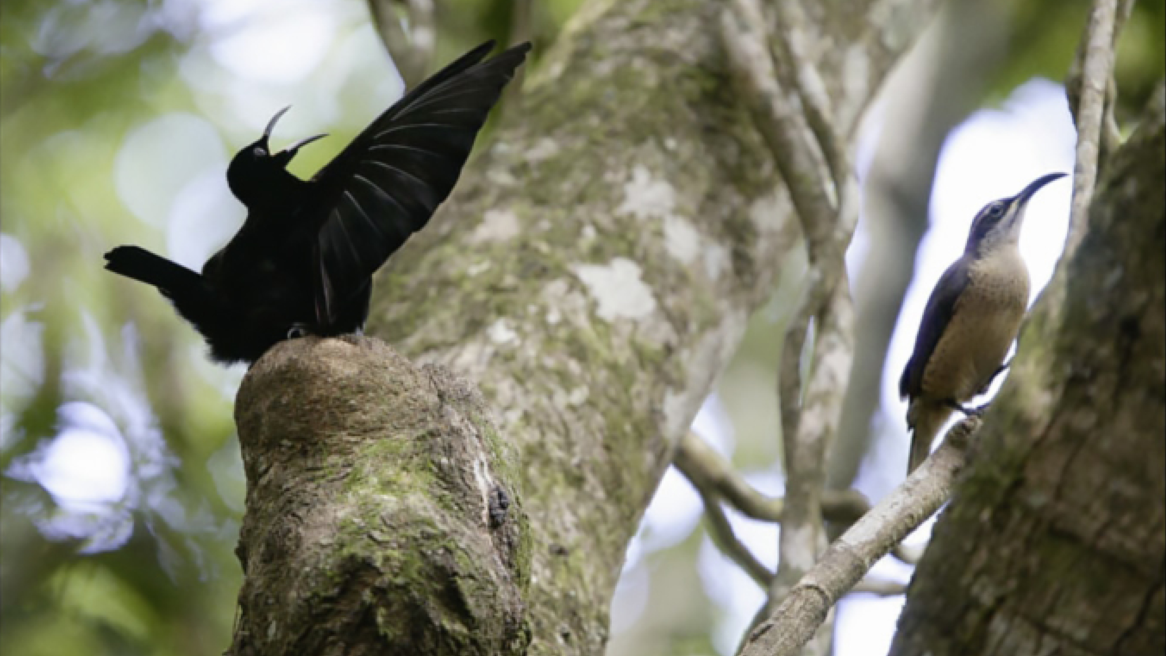 Les animaux amoureux