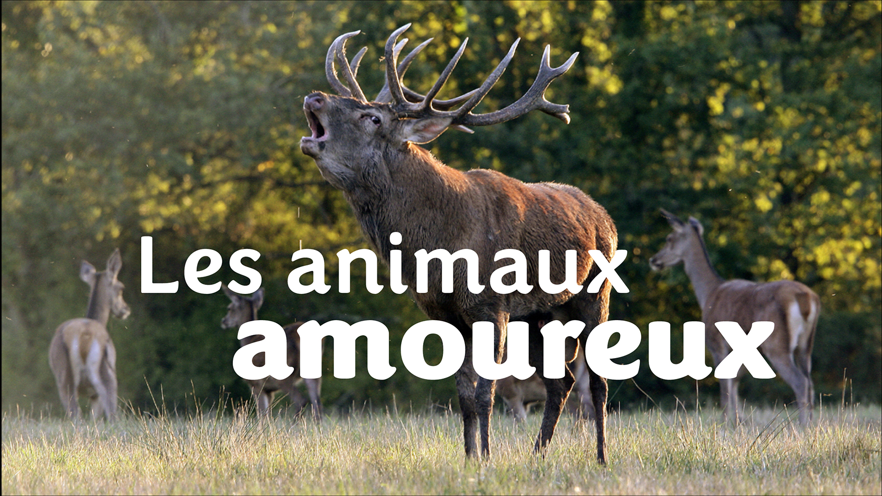 Les animaux amoureux