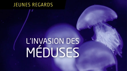 L’invasion des méduses
