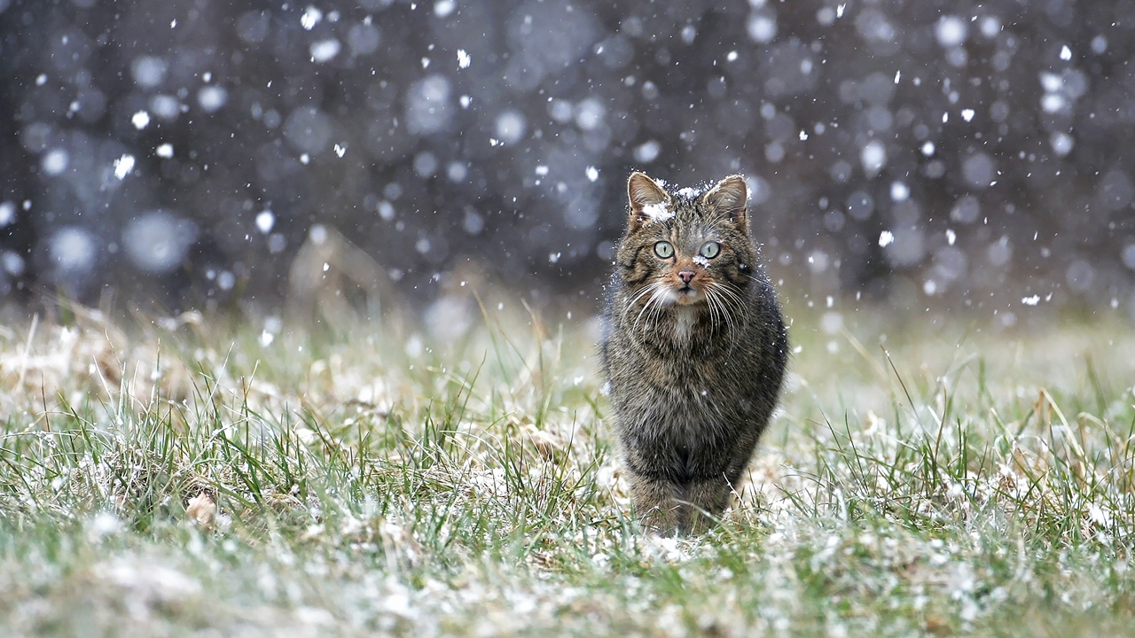 De Griffes et de Crocs
