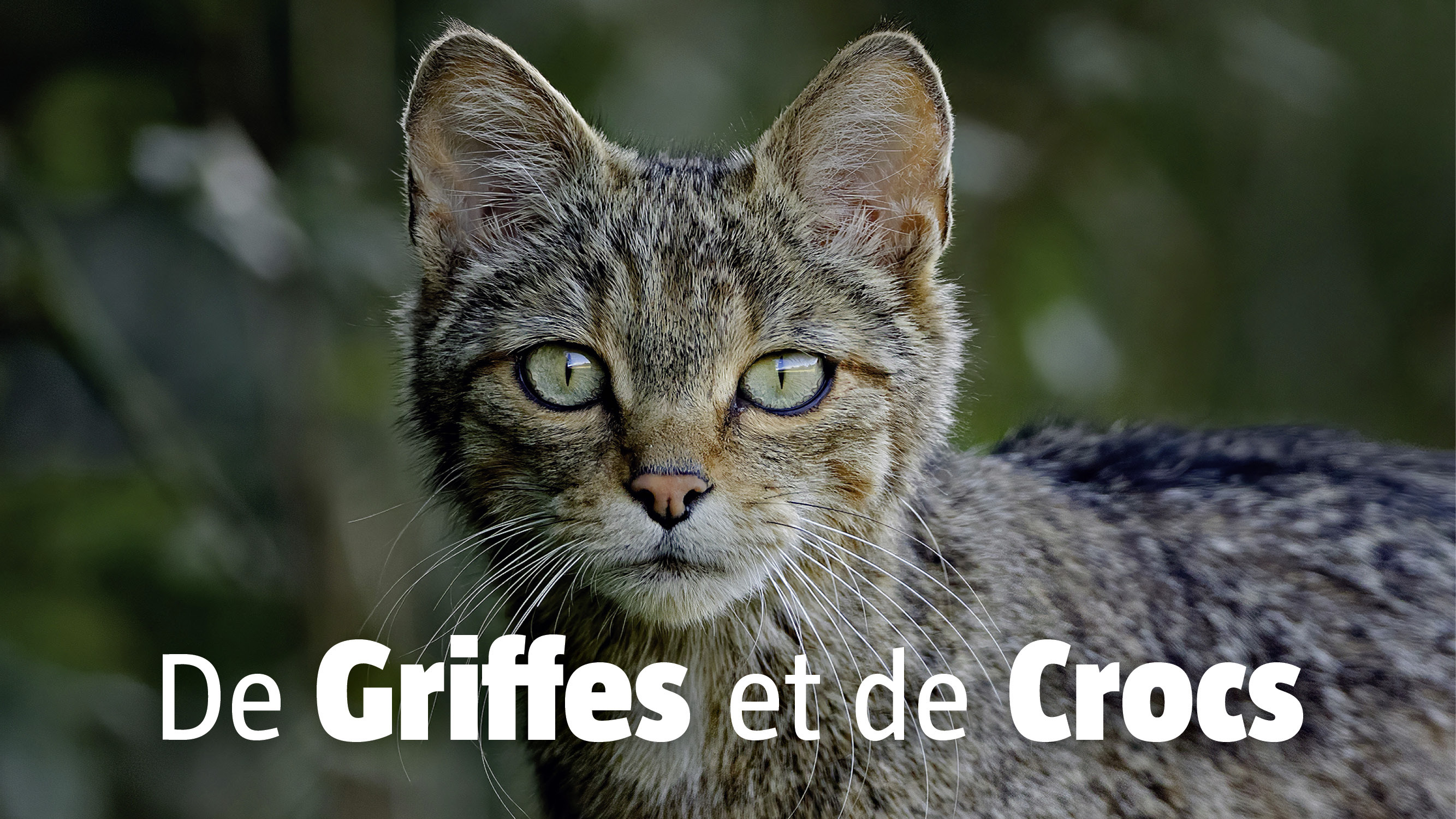 De Griffes et de Crocs