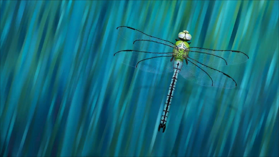 Bonjour le monde - La libellule