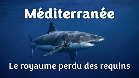 Méditerranée, le royaume perdu des requins