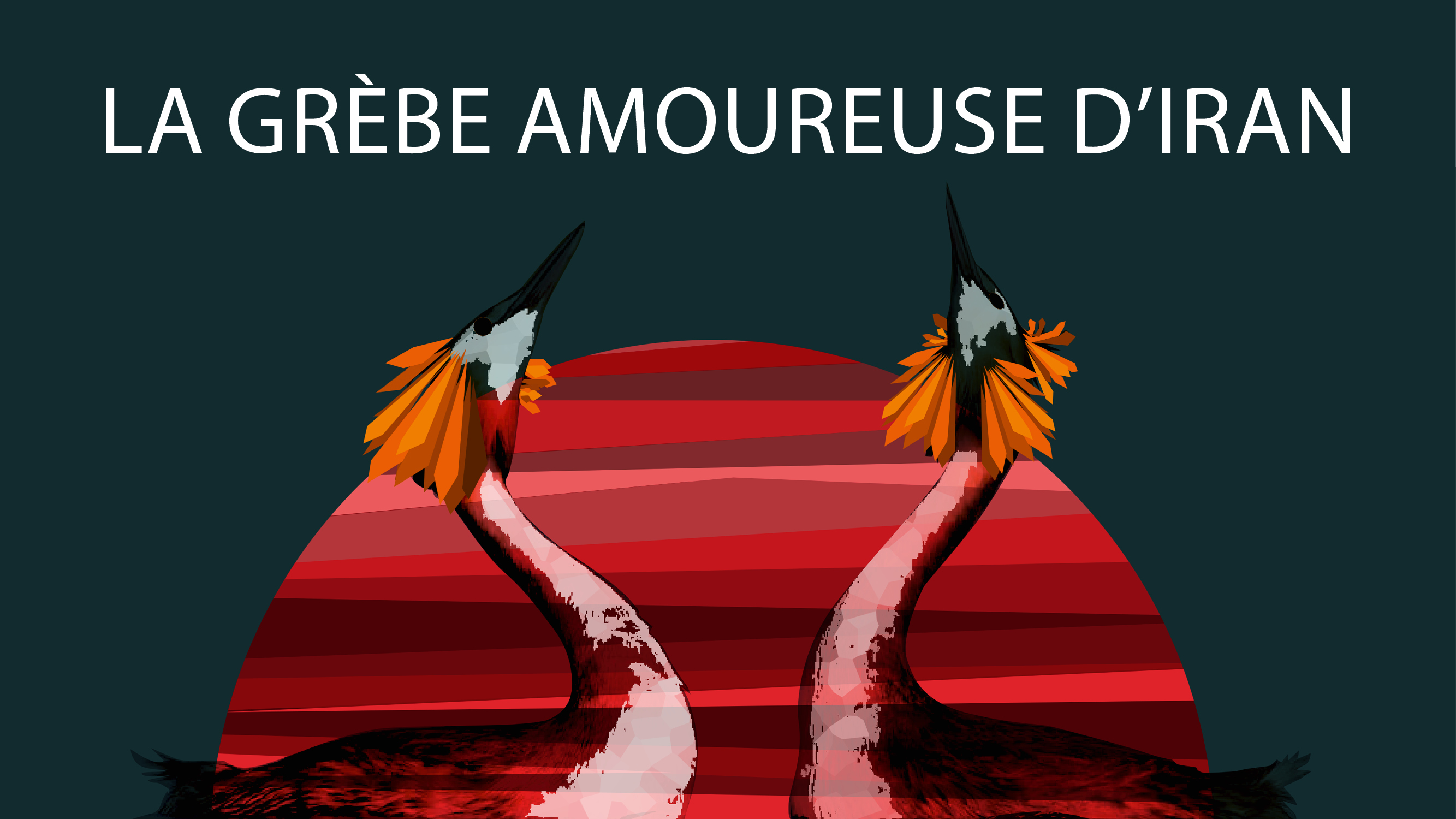 La grebe amoureuse d'Iran