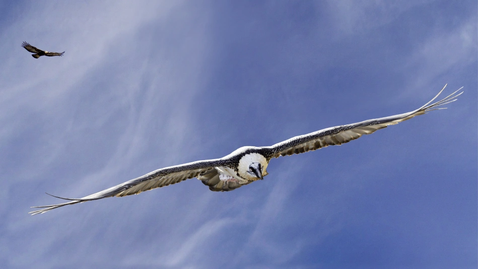 Aigles et Gypaètes, les maîtres du ciel