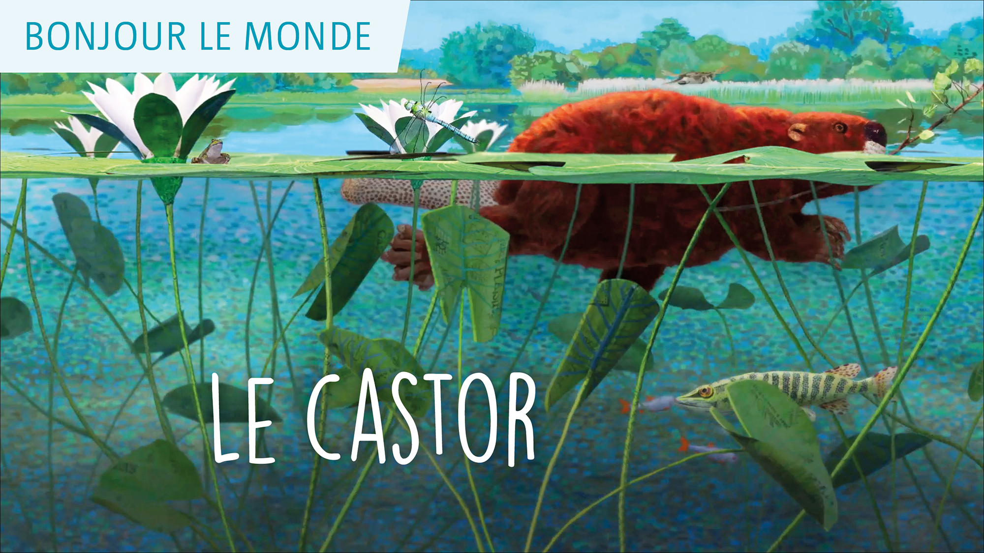 Bonjour le monde - Le castor