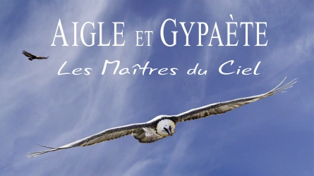 Aigles et Gypaètes, les maîtres du ciel