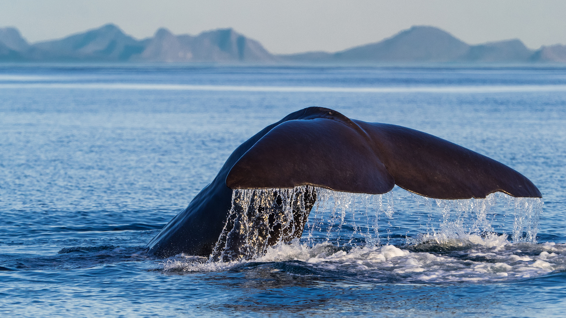 Le clan des cachalots