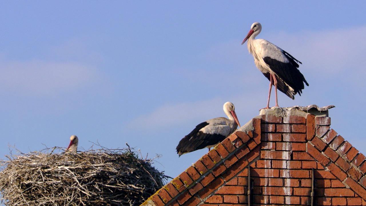 La cité des cigognes