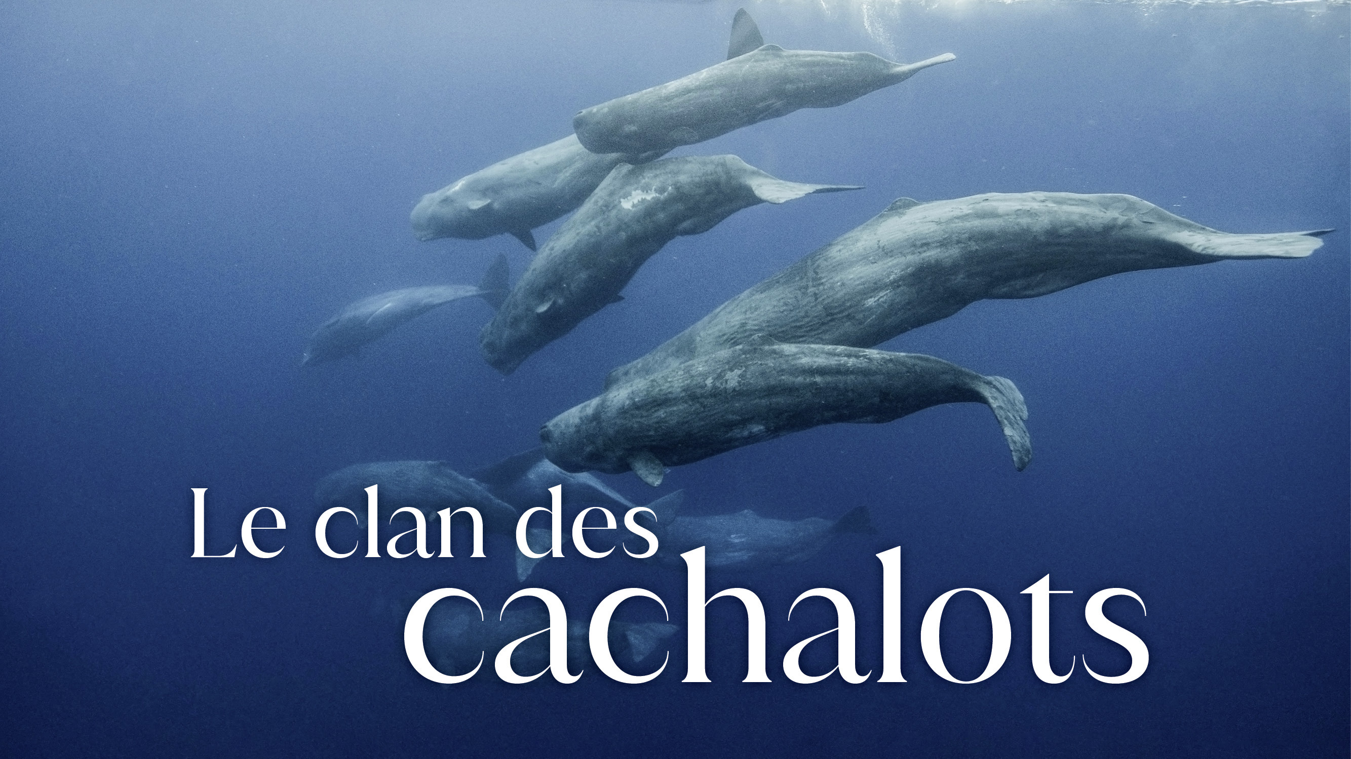 Le clan des cachalots
