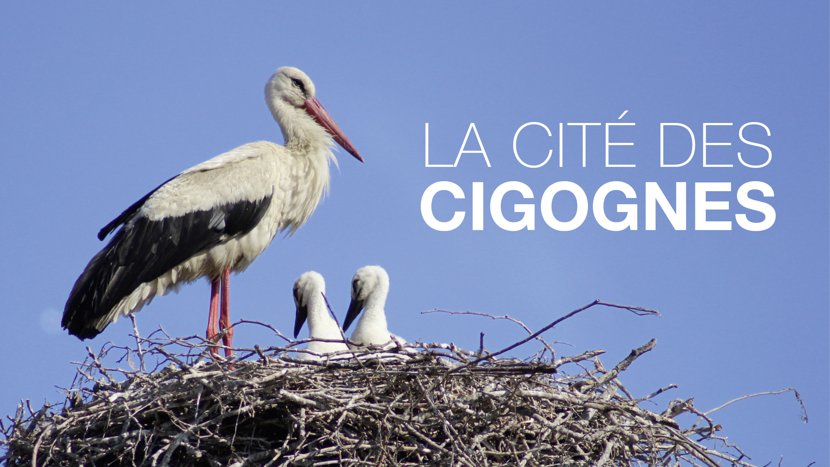 La cité des cigognes