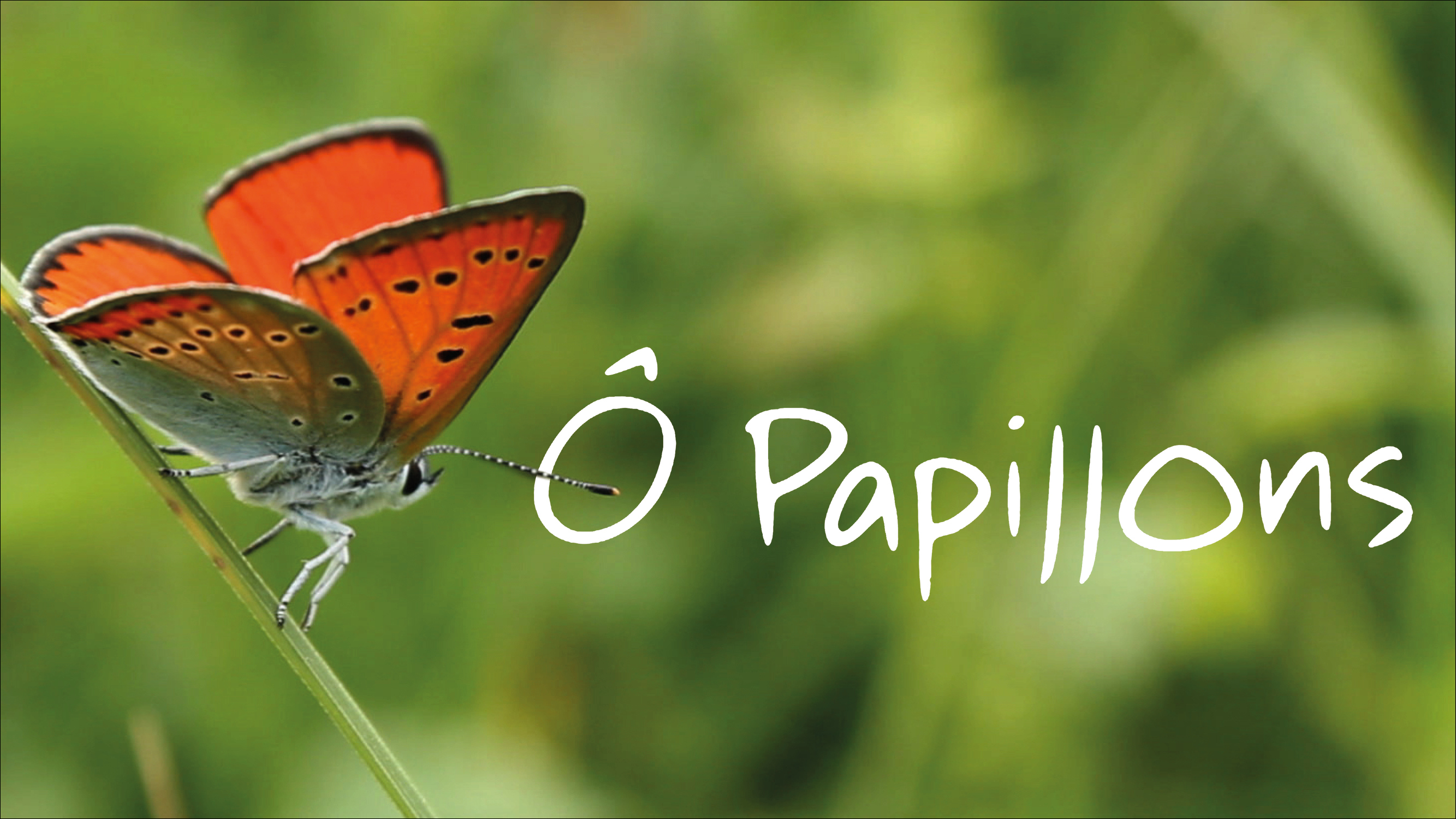 Ô papillons