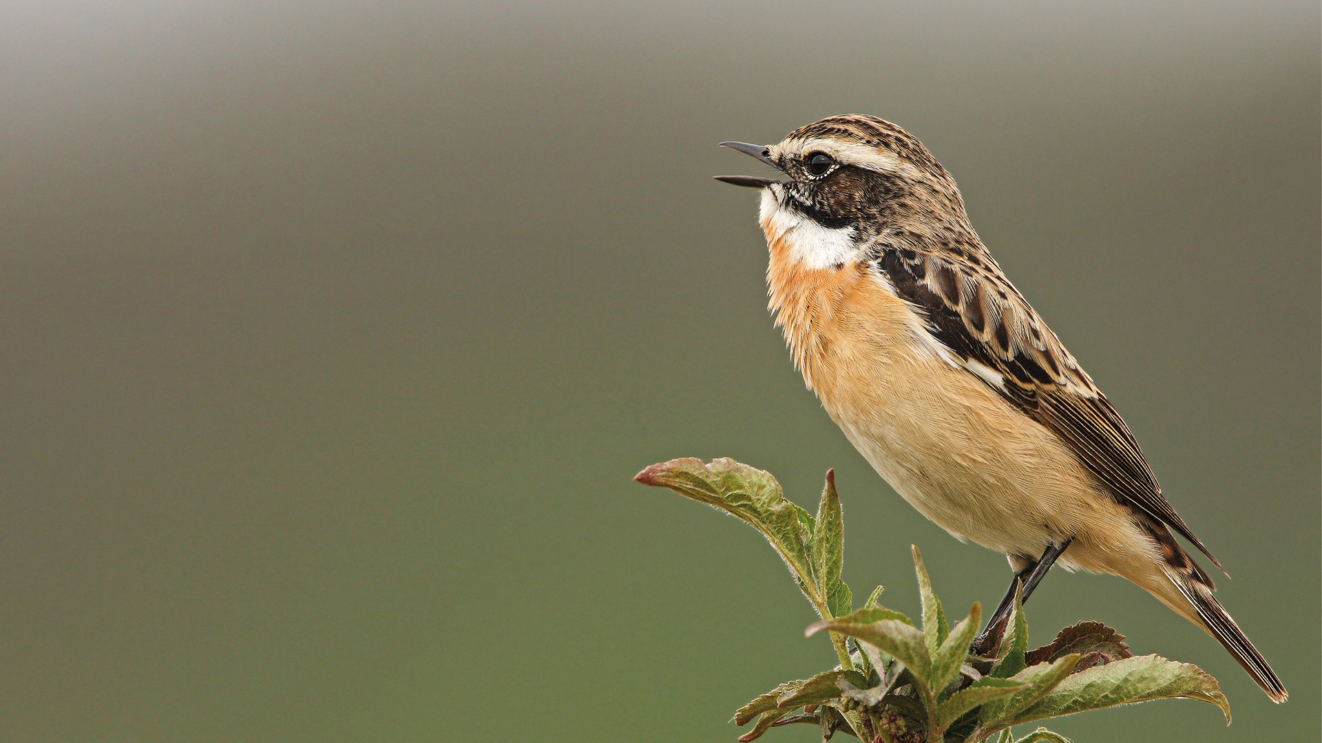 Le bonheur était dans le pré