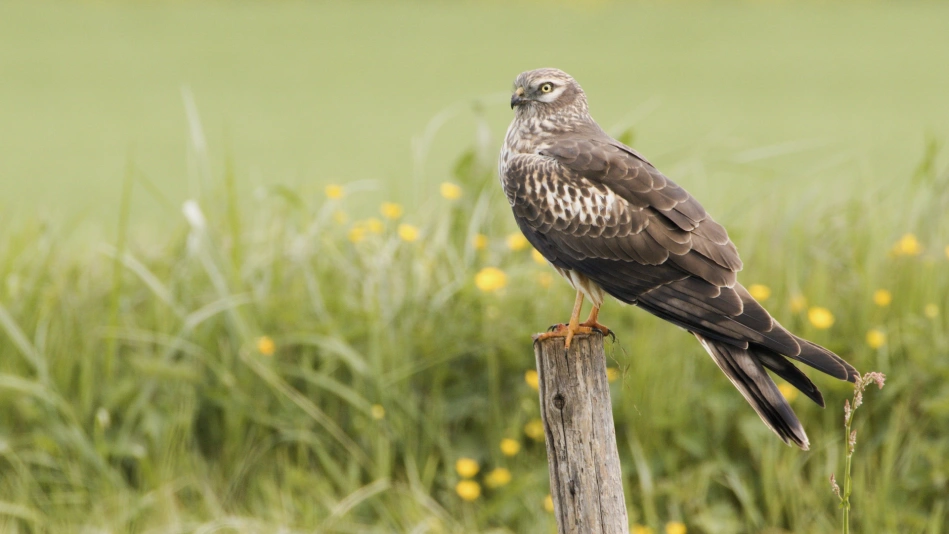 Le Busard sur la paille