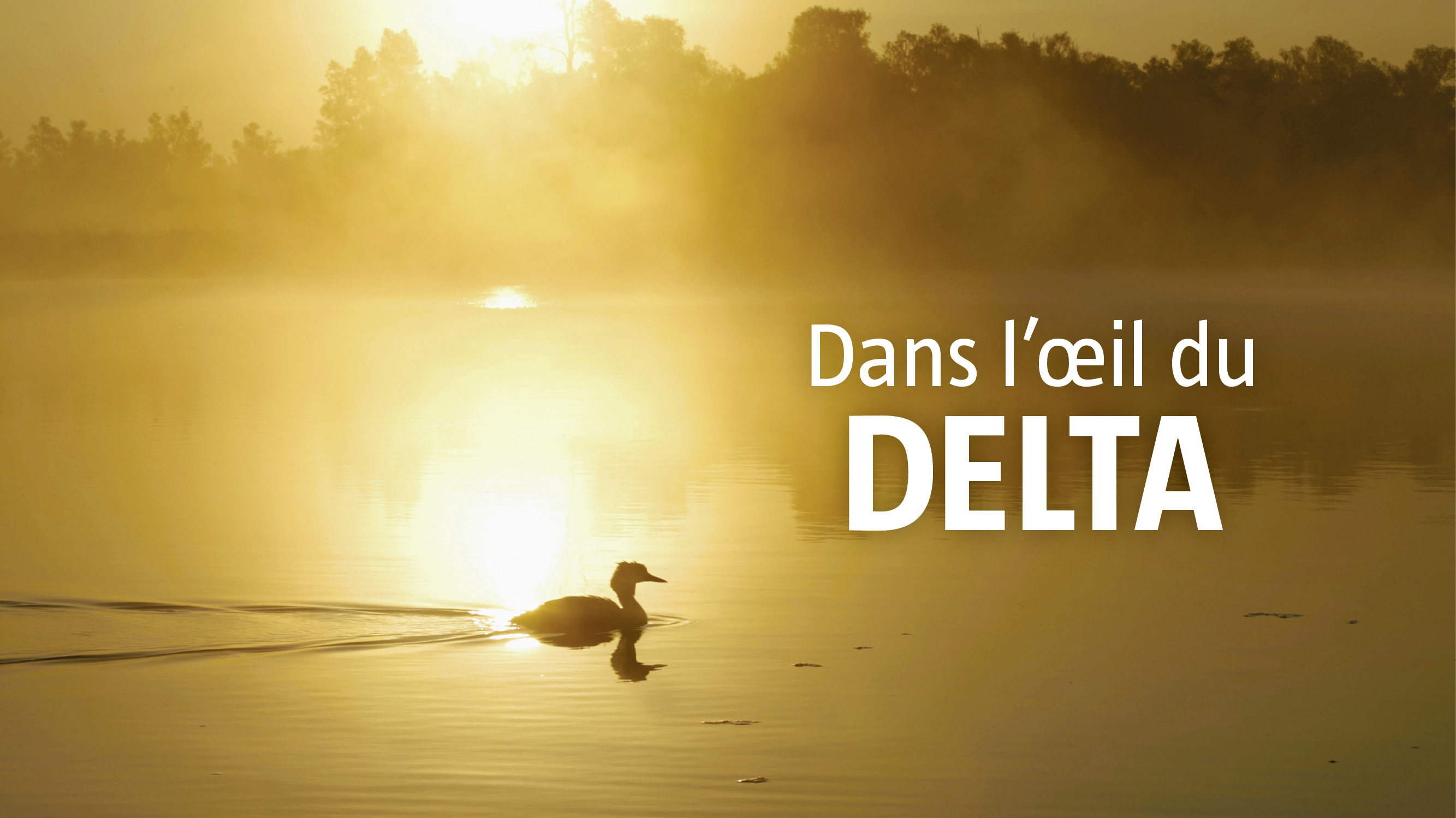 Dans l'oeil du delta