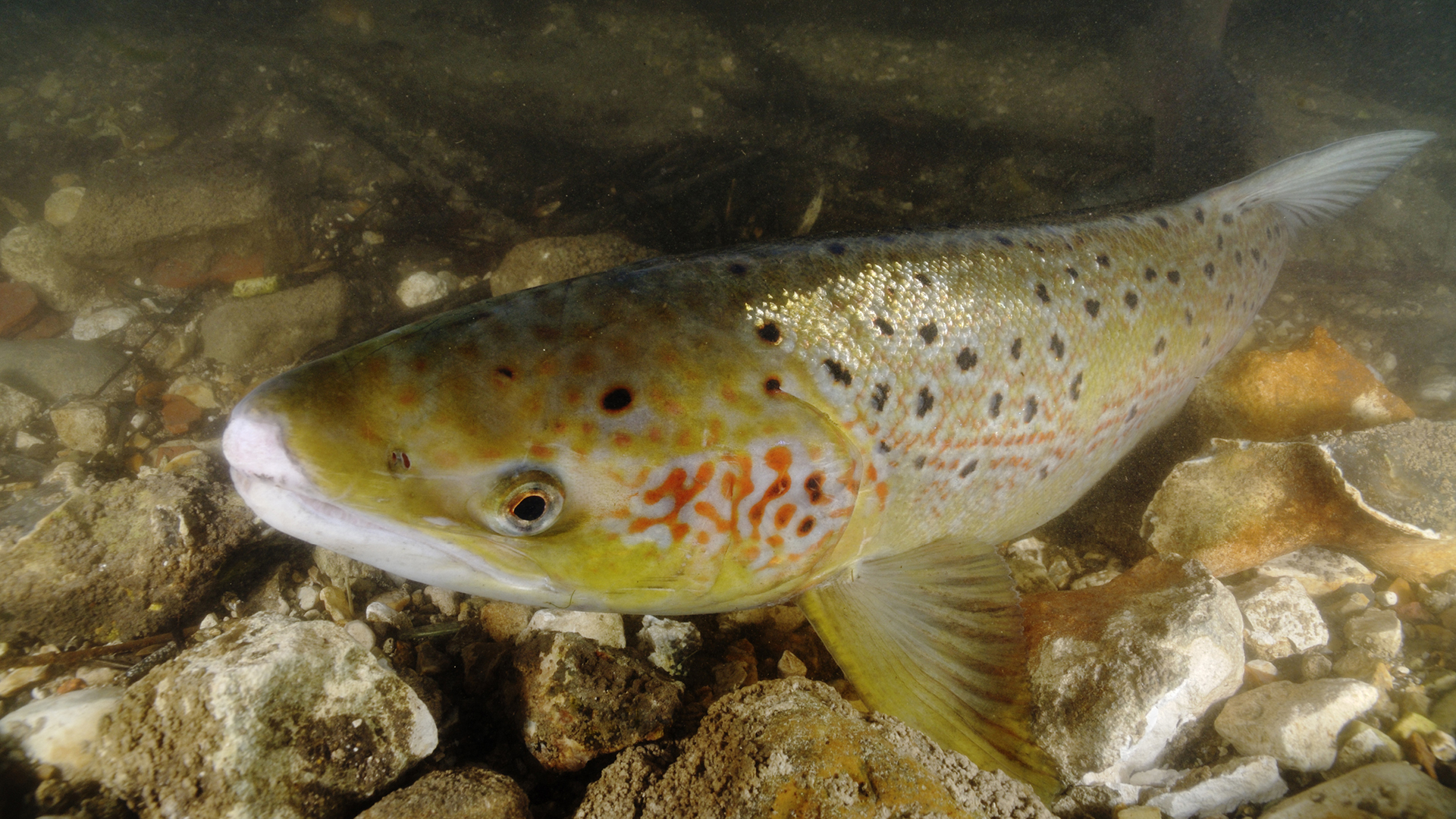 Le saumon, histoire d'un retour ?