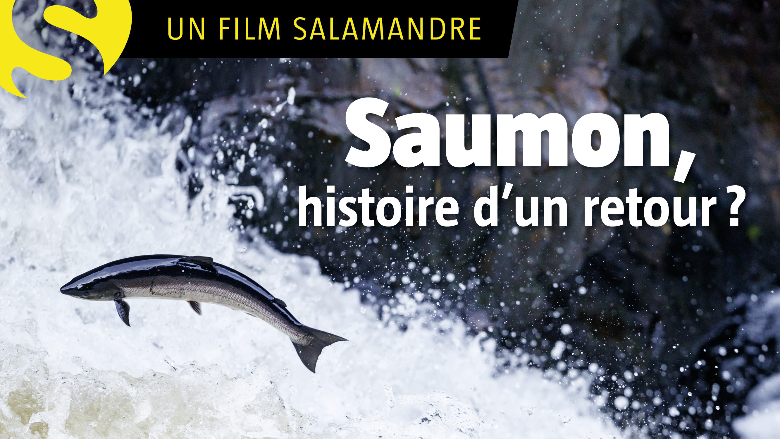 Le saumon, histoire d'un retour ?