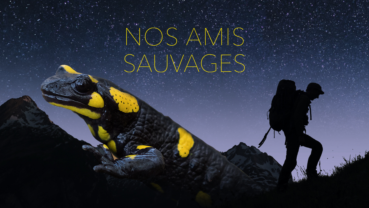 Nos amis sauvages - La Salamandre