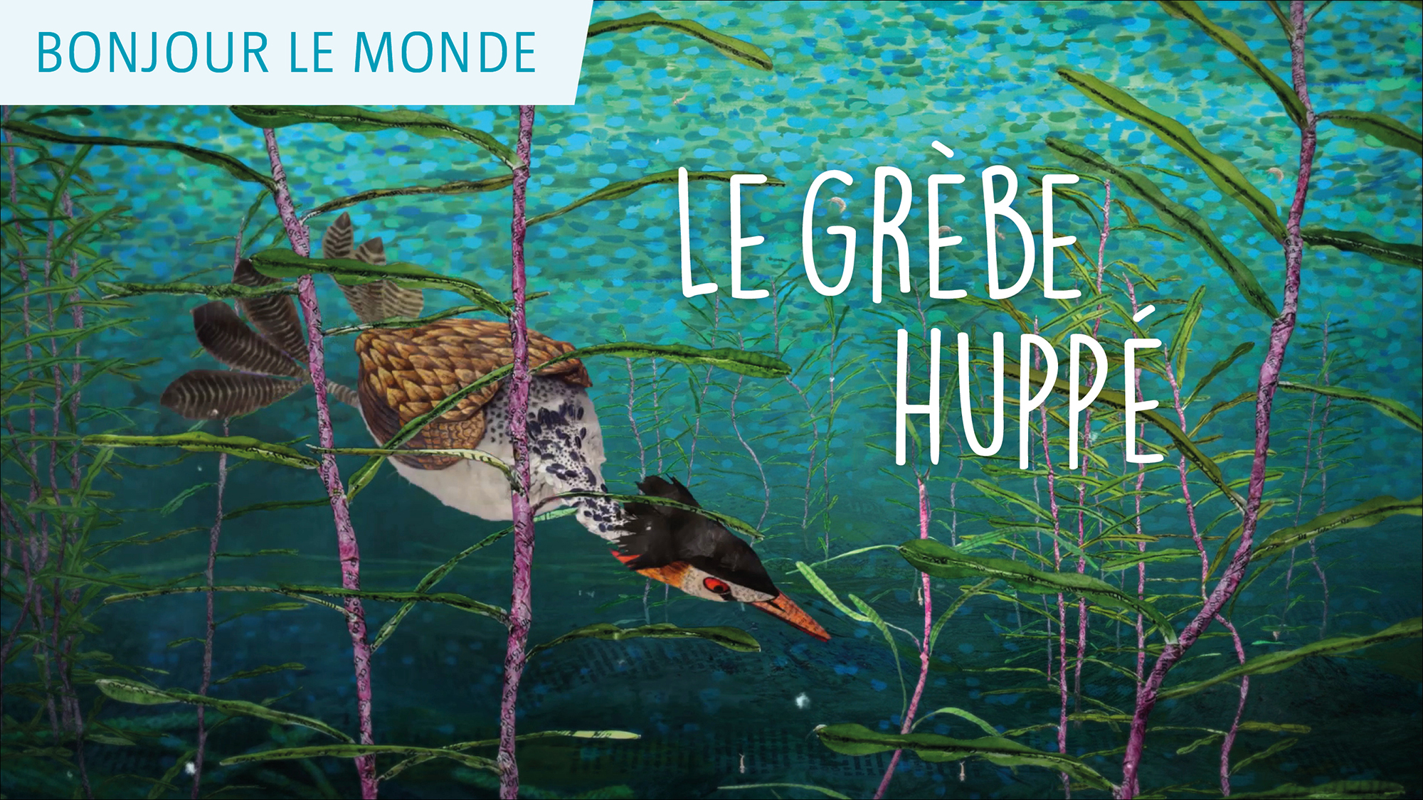 Bonjour le monde - Le Grèbe huppé