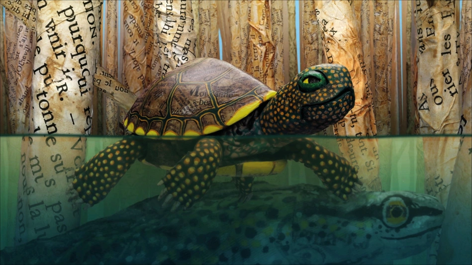 Bonjour le monde - La cistude