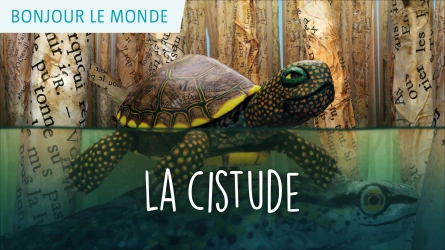 Bonjour le monde - La cistude
