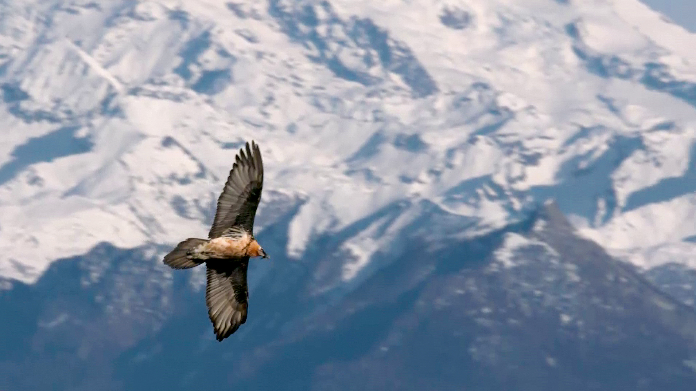 La Fabuleuse histoire du Gypaète