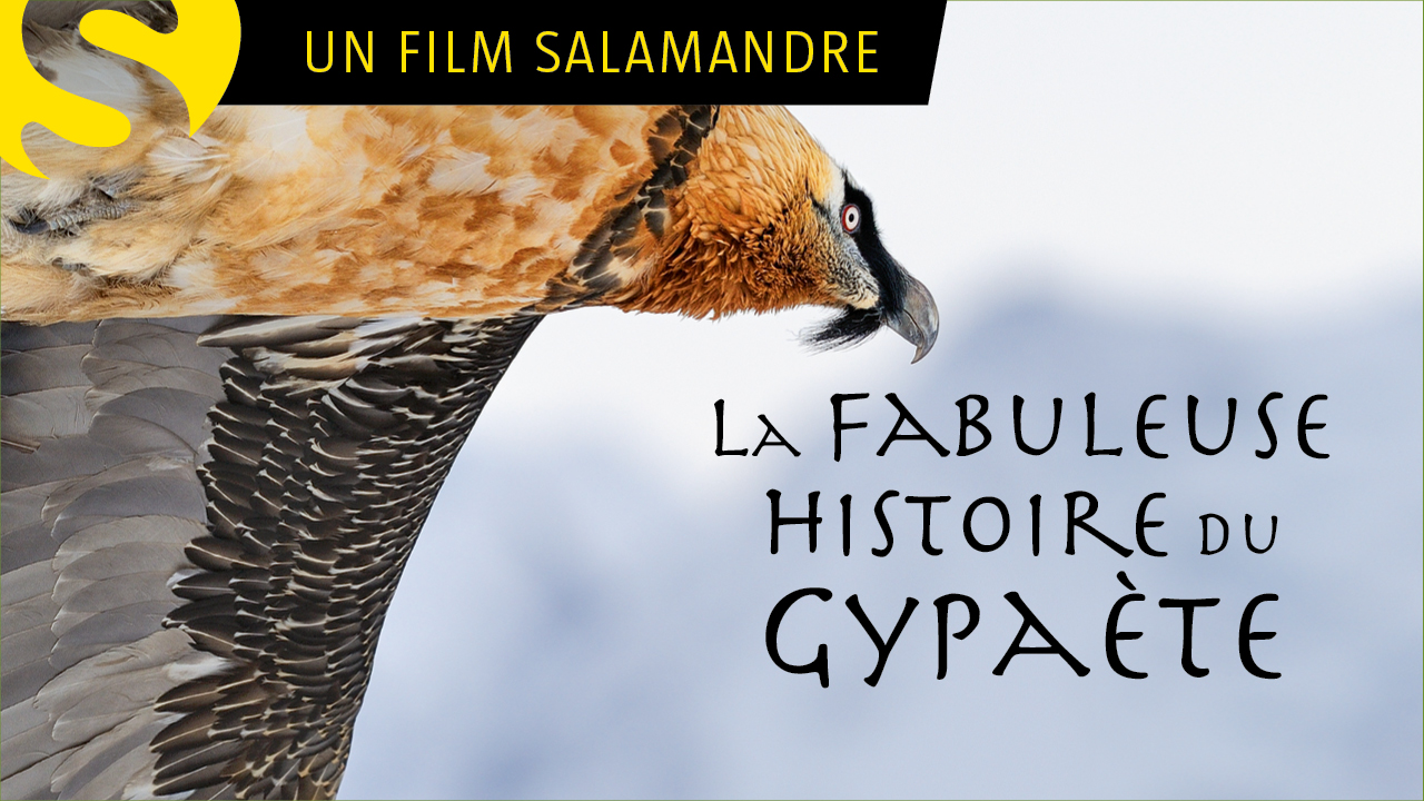 La Fabuleuse histoire du Gypaète
