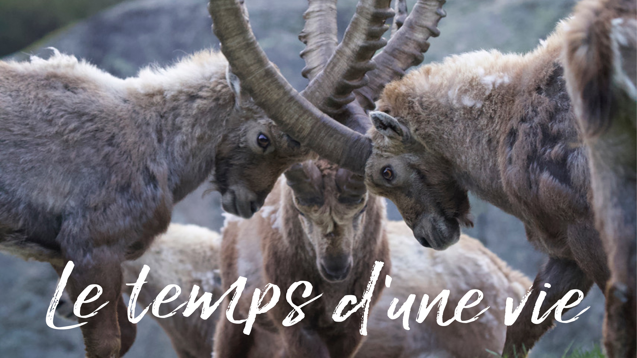 Le temps d’une vie