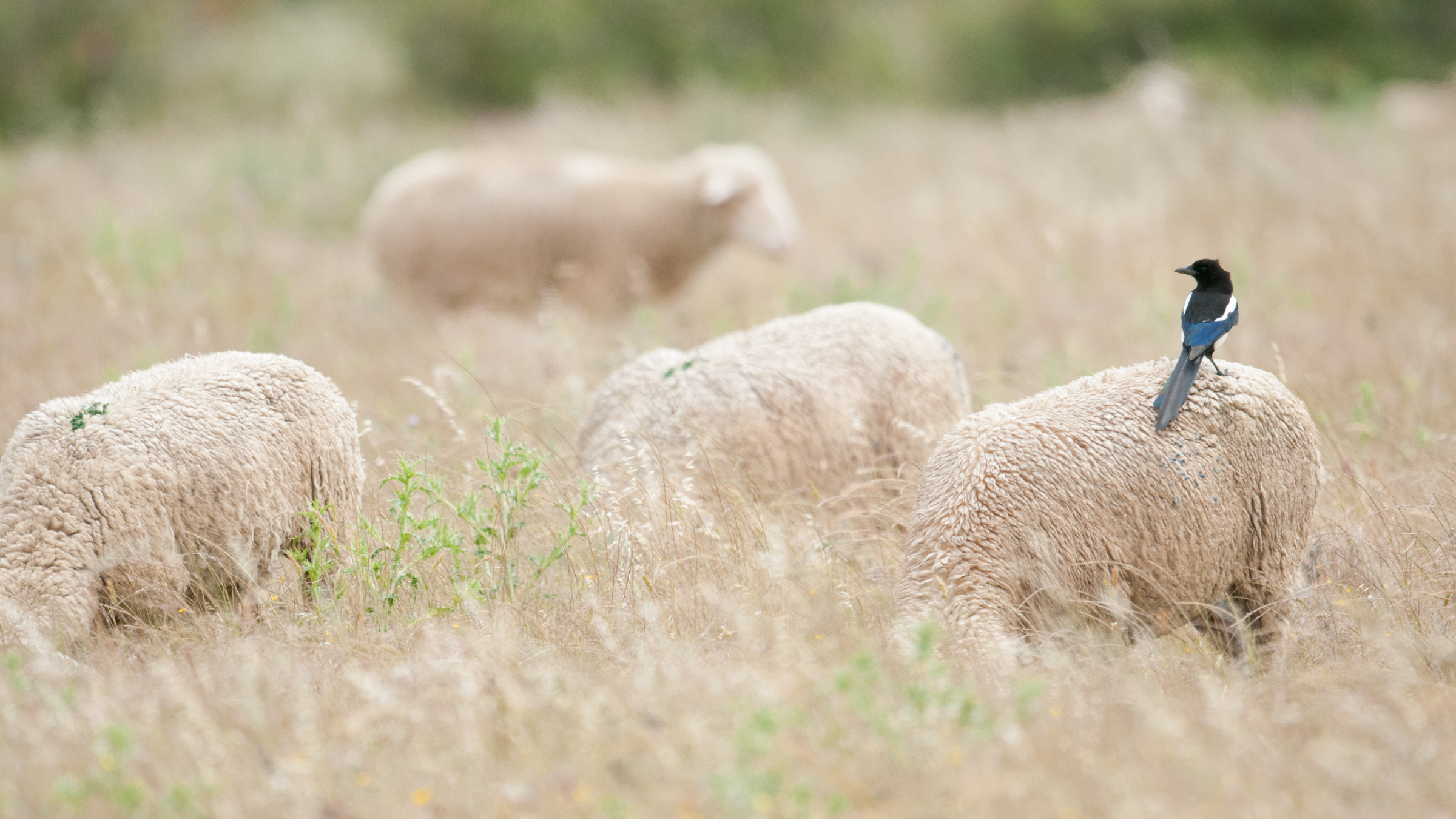 Le Bal des queues de pies