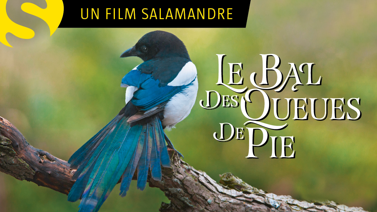 Le Bal des queues de pies