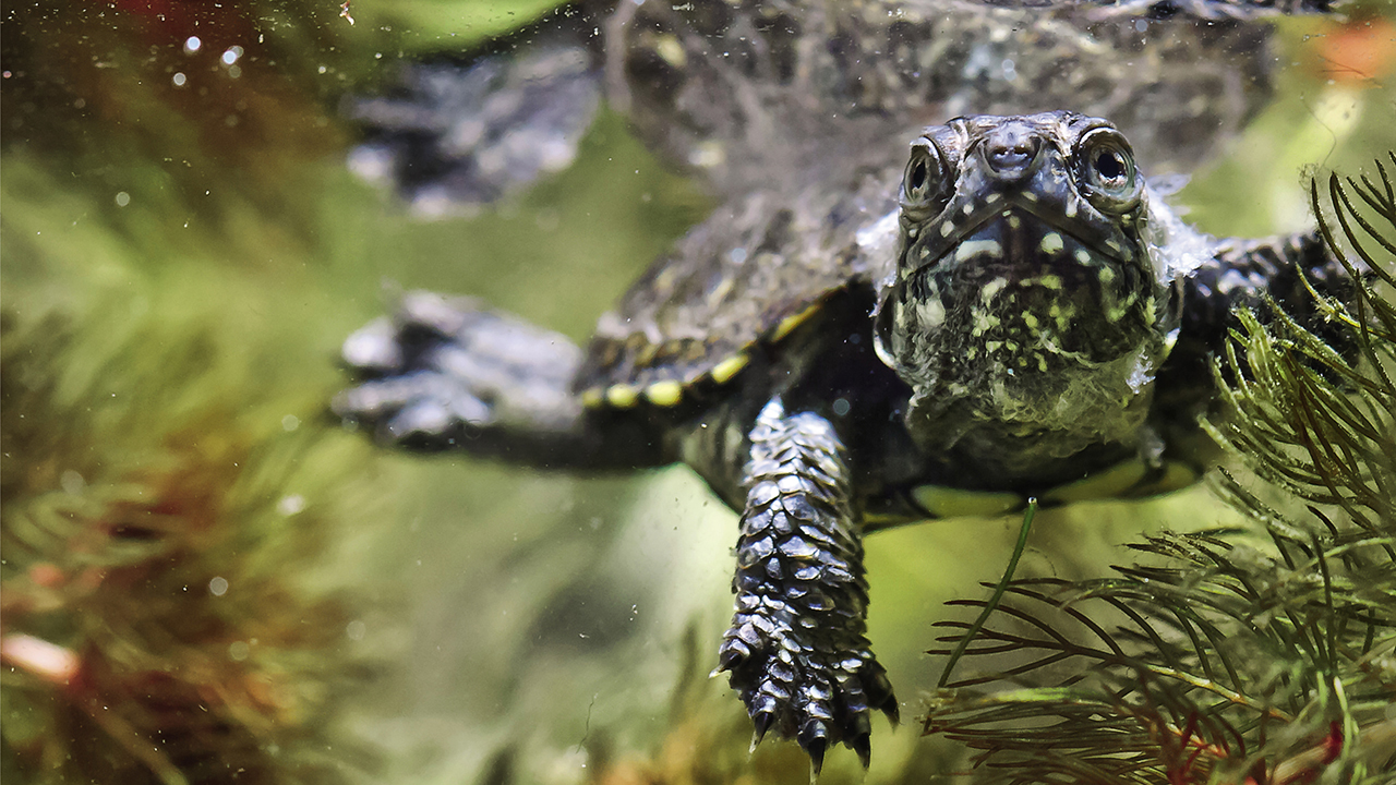 Dans la peau d'une tortue