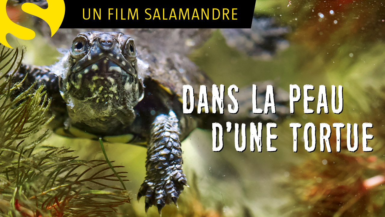 Dans la peau d'une tortue