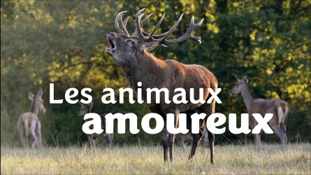 Autour des animaux amoureux