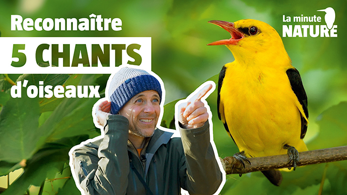 5 chants d'oiseaux faciles à reconnaître