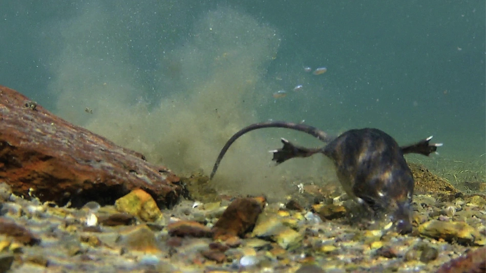 On l’appelle aussi rat trompette