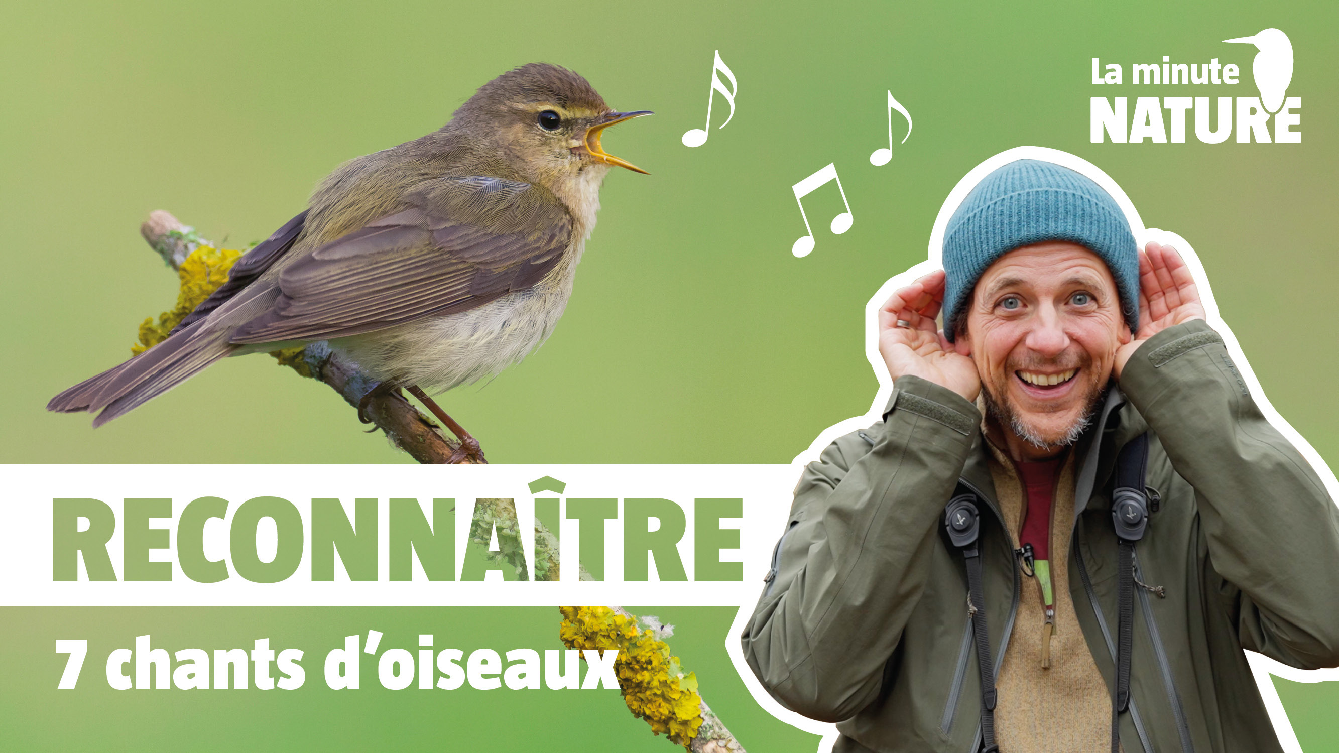 7 chants d'oiseaux faciles à reconnaître