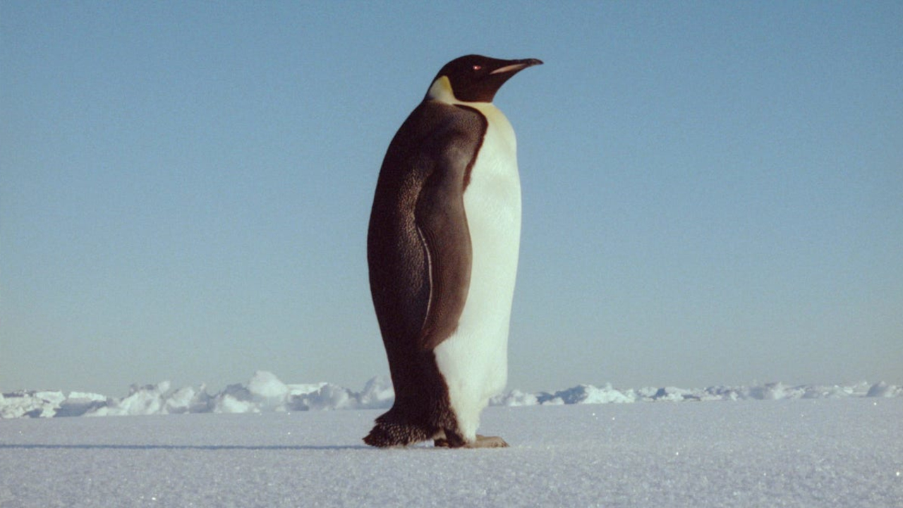L’arche et les déluges