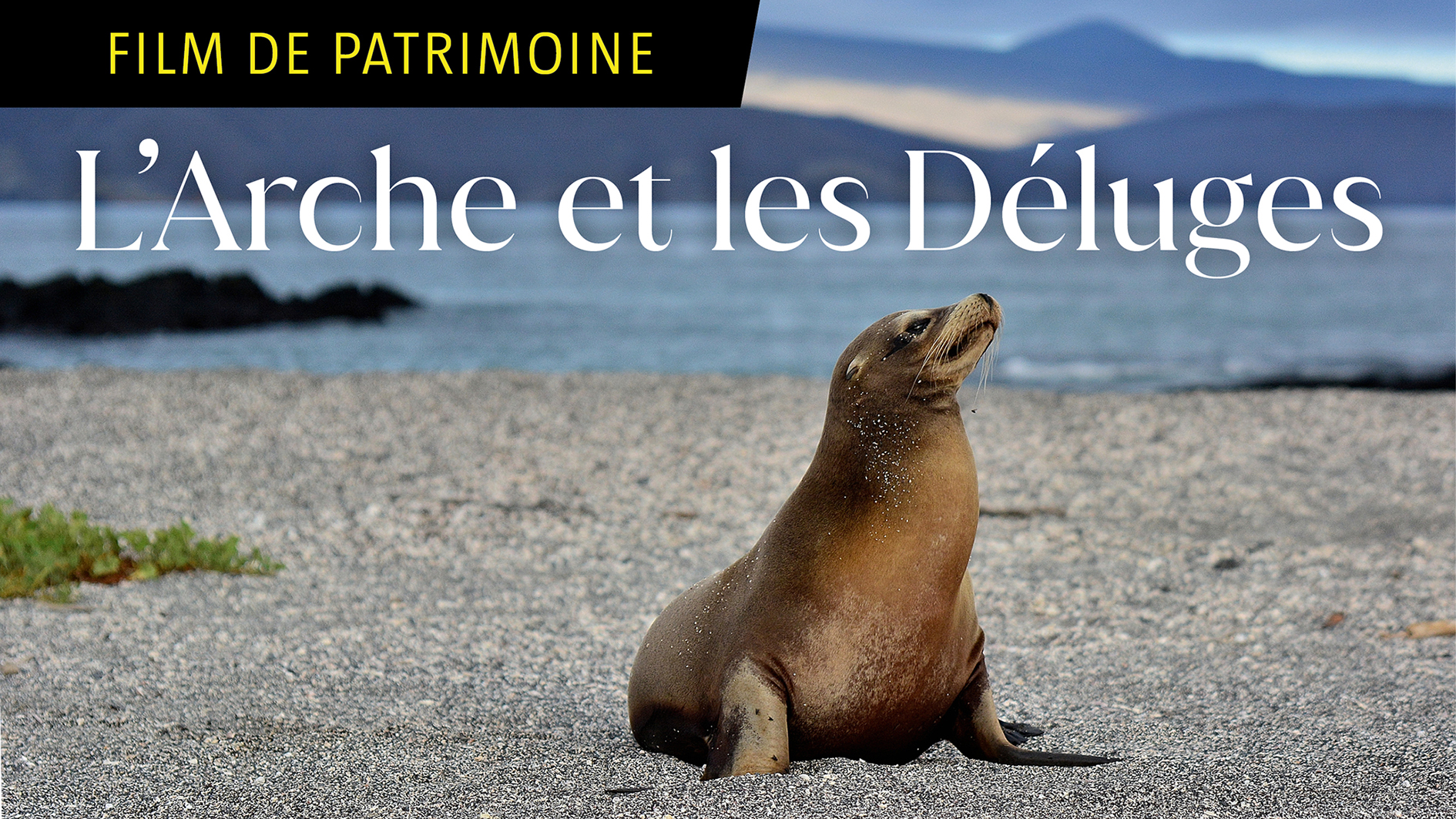 L’arche et les déluges