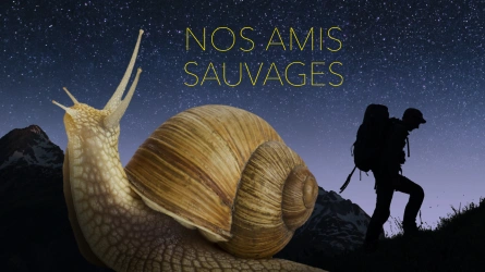 Nos amis sauvages -  L'escargot