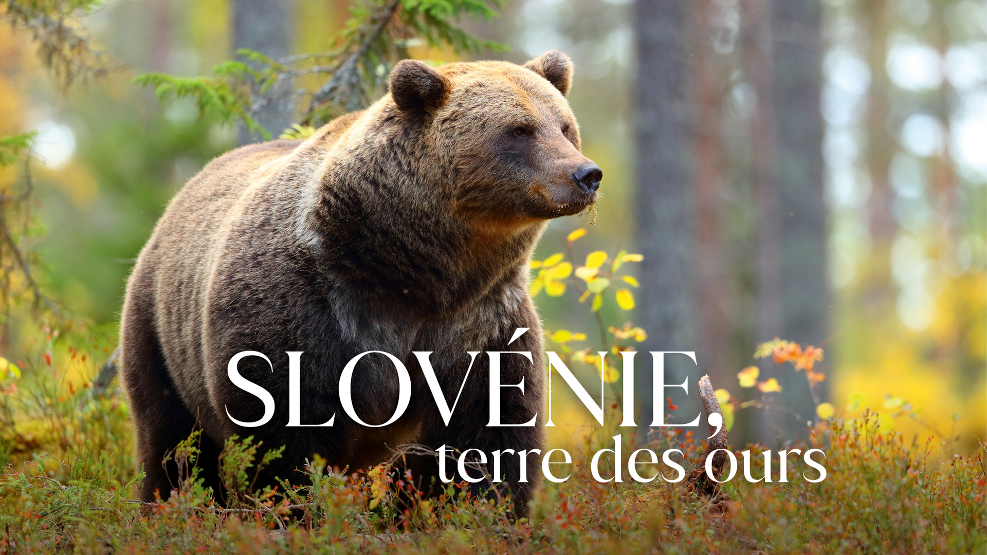 Slovénie, Terre des ours
