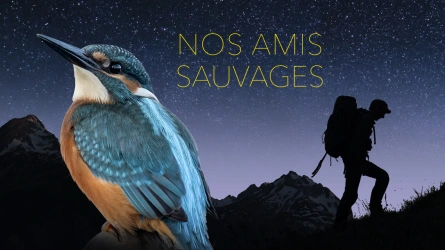 Nos amis sauvages - Le Martin Pêcheur