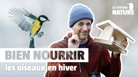 7 règles d’or pour nourrir les oiseaux en hiver