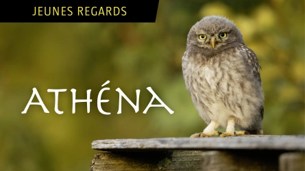 Athena