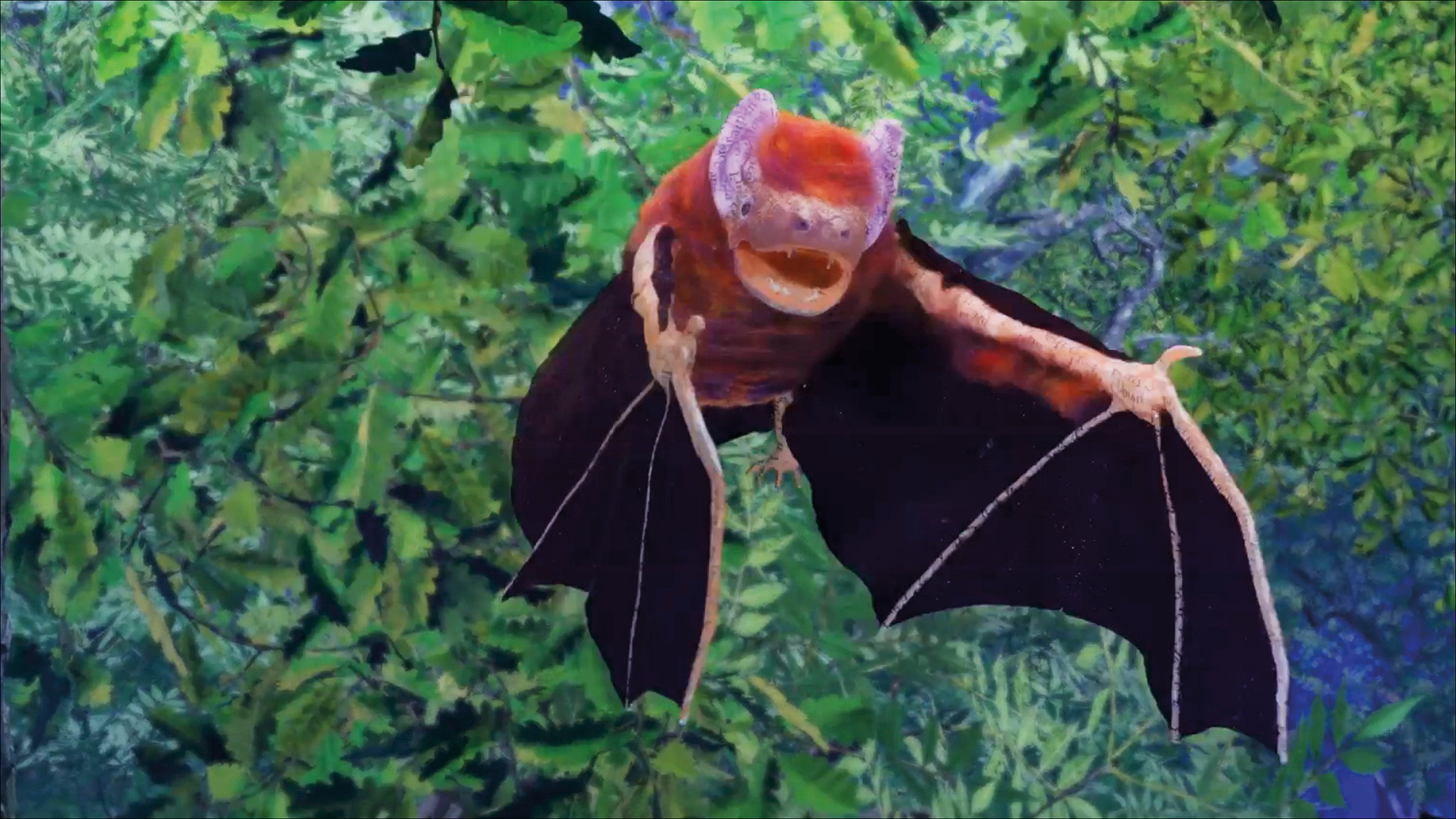 Bonjour le monde - La chauve-souris