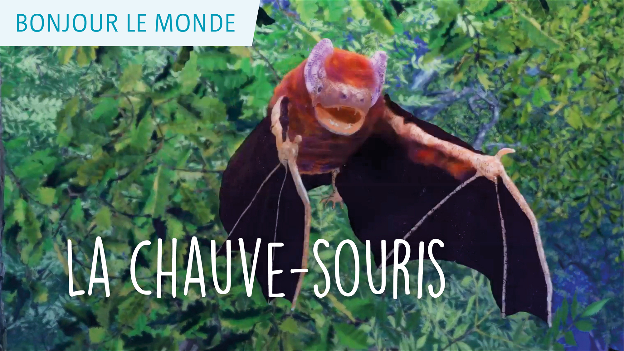 Bonjour le monde - La chauve-souris