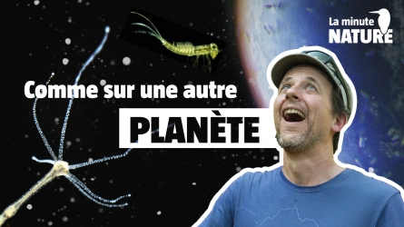 On plonge dans l'infiniment proche !